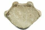 Fossil Whale Lumbar Vertebra - Yorktown Formation #362081-1